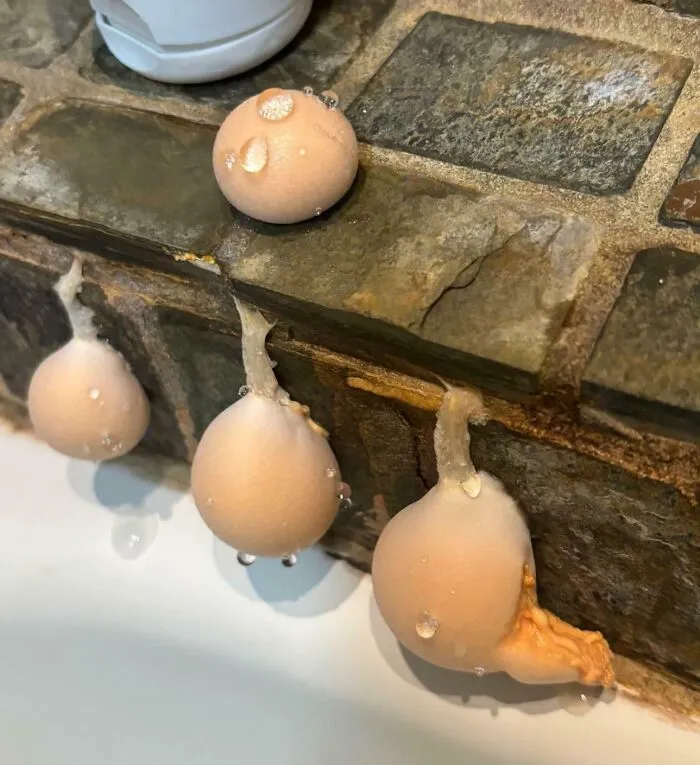 This Popped Up In Less Than 24hrs In My Shower!? Aliens?