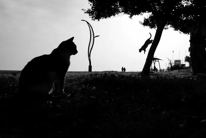 This Photographer Captures Candid Moments Where Timing Is Everything, And Here's The Result (45 Pics)