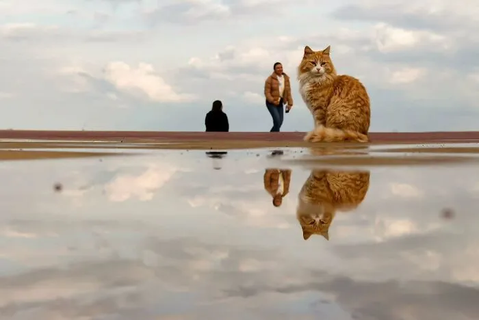 This Photographer Captures Candid Moments Where Timing Is Everything, And Here's The Result (45 Pics)