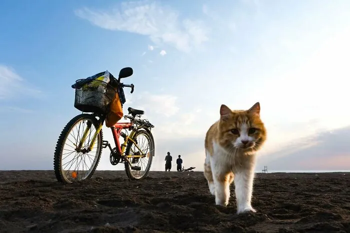 This Photographer Captures Candid Moments Where Timing Is Everything, And Here's The Result (45 Pics)