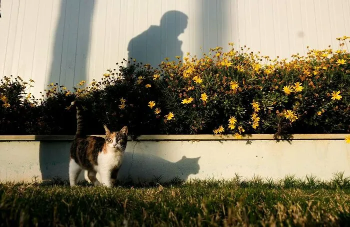 This Photographer Captures Candid Moments Where Timing Is Everything, And Here's The Result (45 Pics)