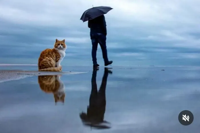 This Photographer Captures Candid Moments Where Timing Is Everything, And Here's The Result (45 Pics)