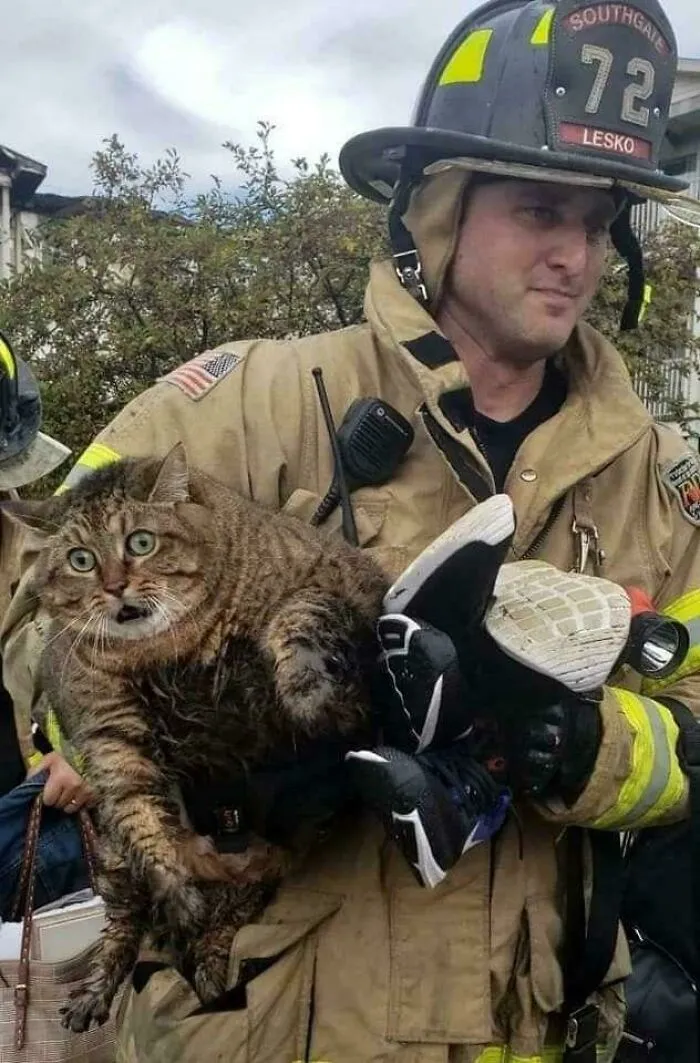 Este gato