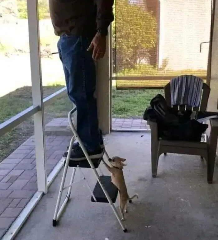 Small dog playfully holding onto a step ladder where a person stands, showcasing cute dog-themed important animal images.