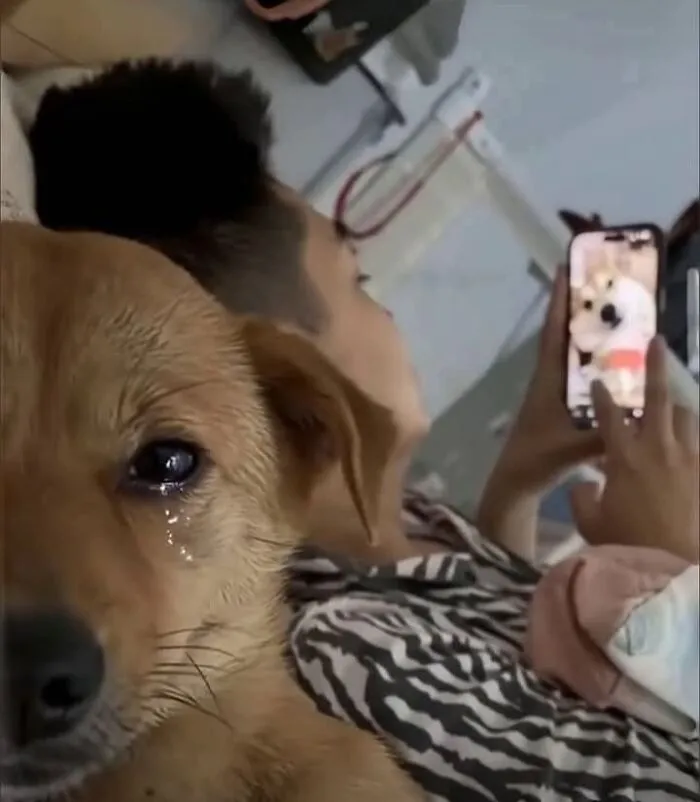 Close-up of a dog with a tear in its eye while a person looks at dog-themed images on a smartphone.