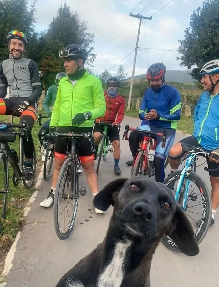 37 Divertidos momentos perrunos que por fortuna fueron captados en cámara