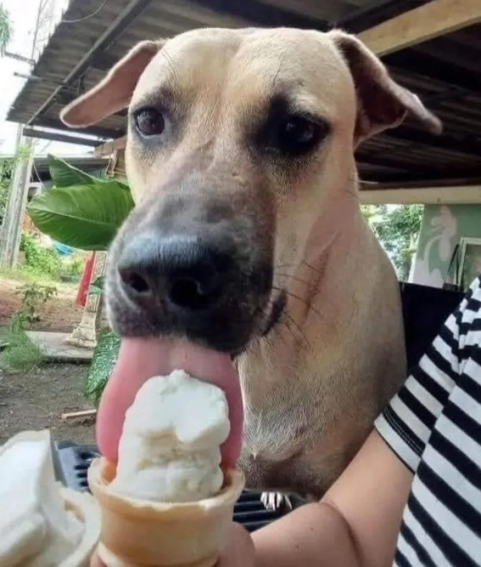 Cute dog licking ice cream cone outdoors, showcasing hilarious and adorable dog-themed important animal image.
