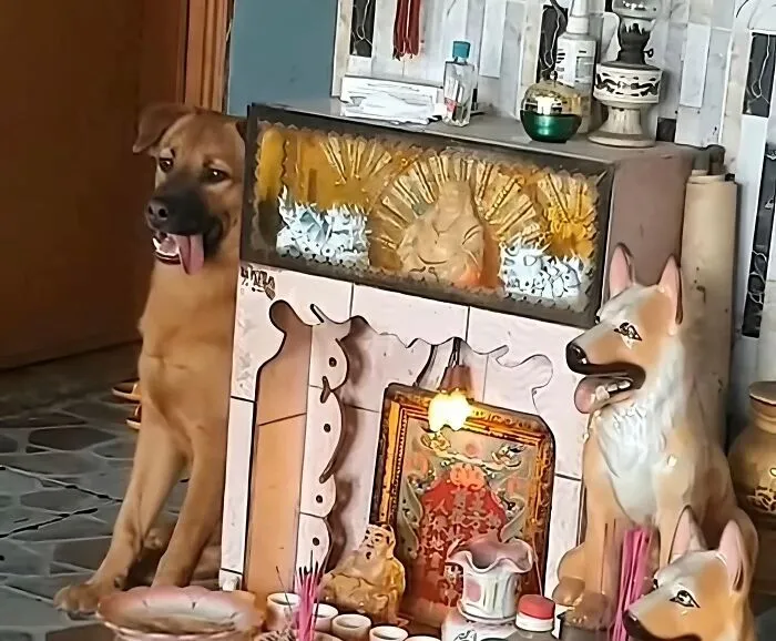 A happy dog sitting next to a shrine with dog-themed statues and colorful offerings to brighten the day.
