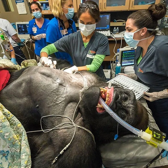 414-Pound Gorilla On The Exam Table