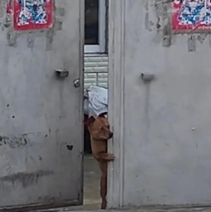 Dog peeking through a slightly open door, showcasing one paw and head in a cute and funny dog-themed animal image.