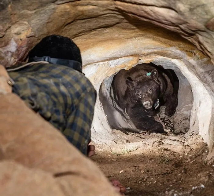 A Bear Wakes From Hibernation During A Routine Collar Check