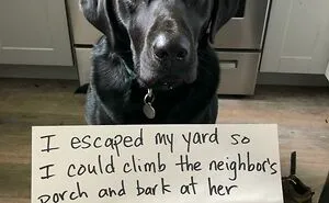 50 Times People Shared The Funny Things Their Pets Got ‘Shamed’ For