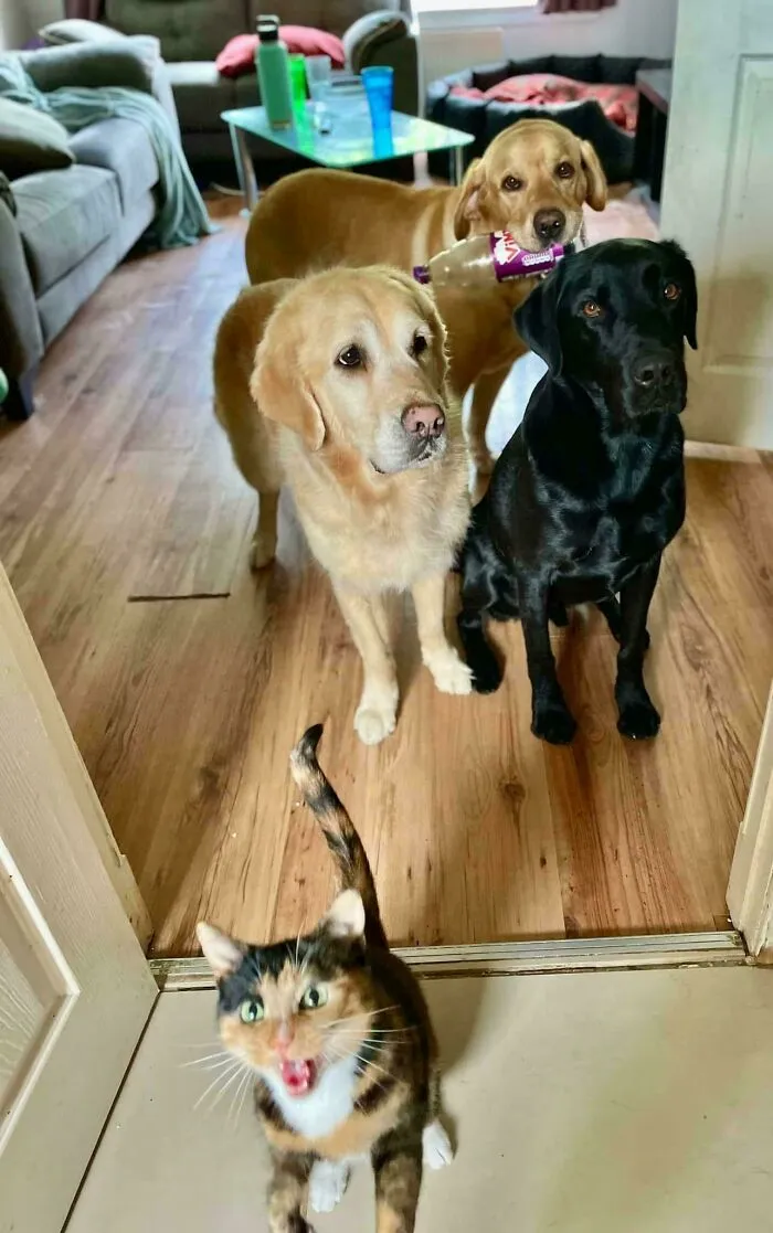 One Of Them Is Very Vocal When It Comes To Dinner Time