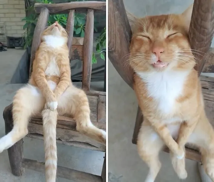 "Cats With Pawerful Aura": 50 Hilarious Cats To Boost Your Aura Points