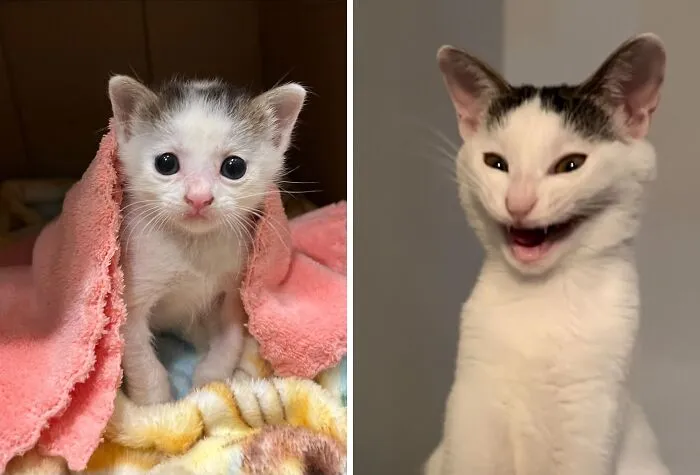 34 Gatos con «auras poderosas» retratados por sus dueños