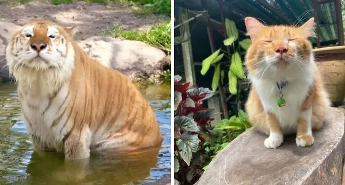 34 Gatos con «auras poderosas» retratados por sus dueños