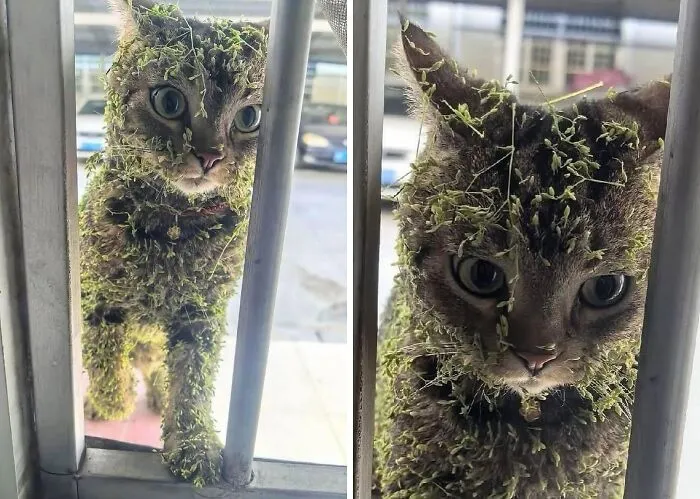 Gato cubierto de musgo mostrando un aura poderosa y natural, destacando el poder felino en su entorno urbano.