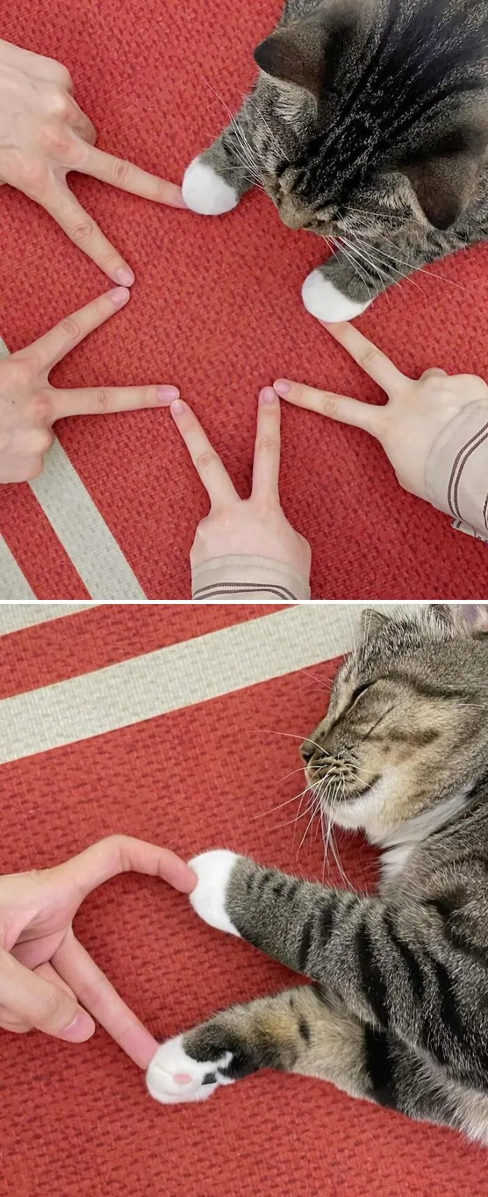 34 Gatos con «auras poderosas» retratados por sus dueños