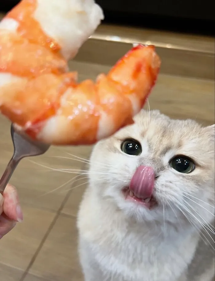 34 Gatos con «auras poderosas» retratados por sus dueños