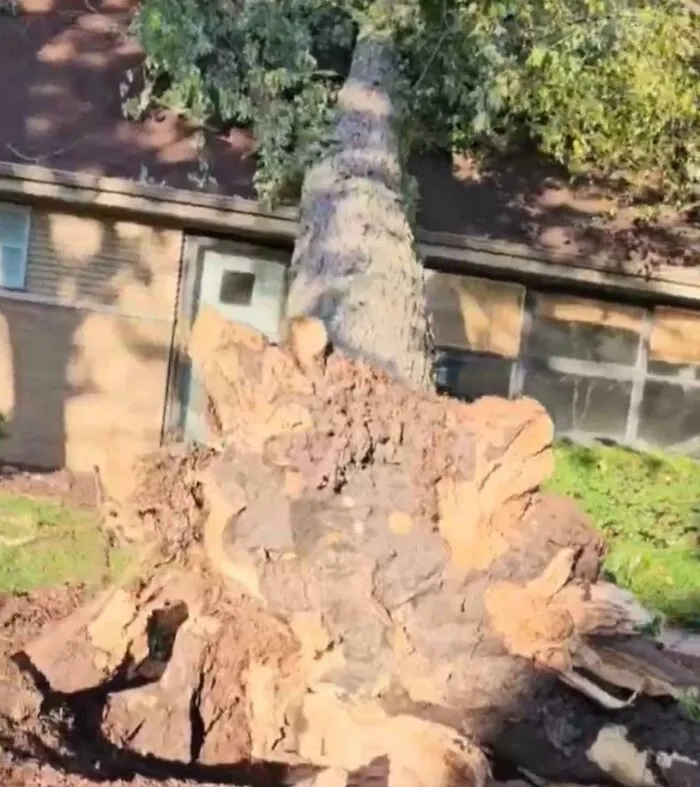 Árbol caído frente a una casa durante vacaciones, ejemplo de fotos de vacaciones que no salieron como se esperaba.