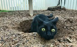 50 Pets Who Thought They Were Ninjas But Ended Up Just Being Derps (New Pics)
