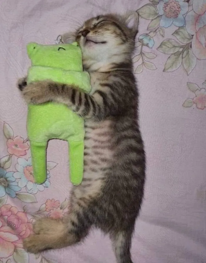 La gatita nunca había conocido la comodidad antes