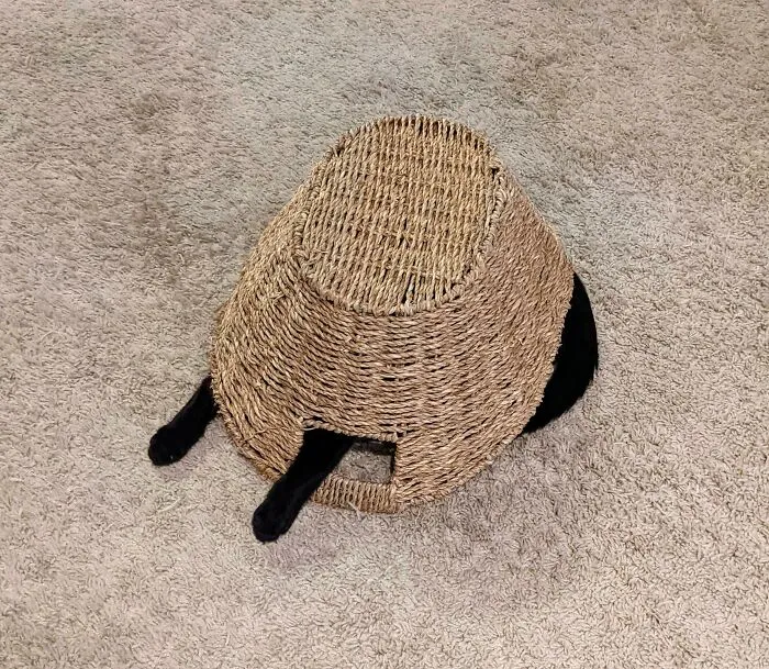 What Breed Is My Cat?