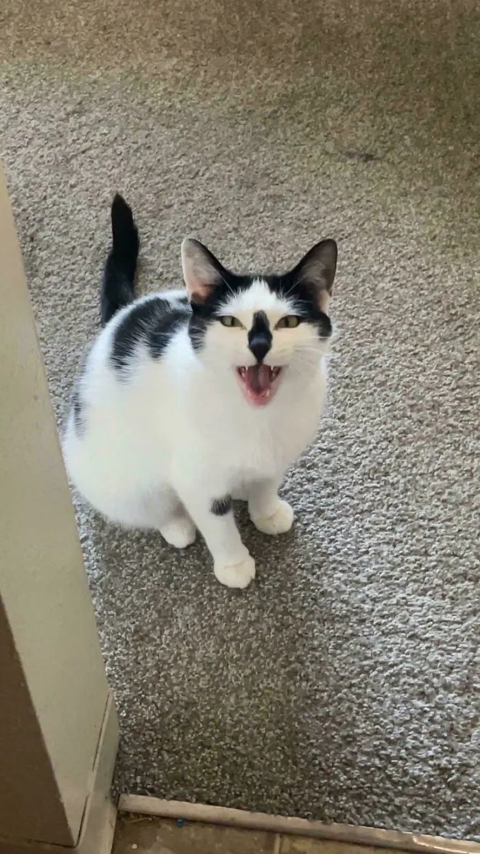 Black and white cat meowing loudly on carpeted floor, showing open mouth and expressive eyes.