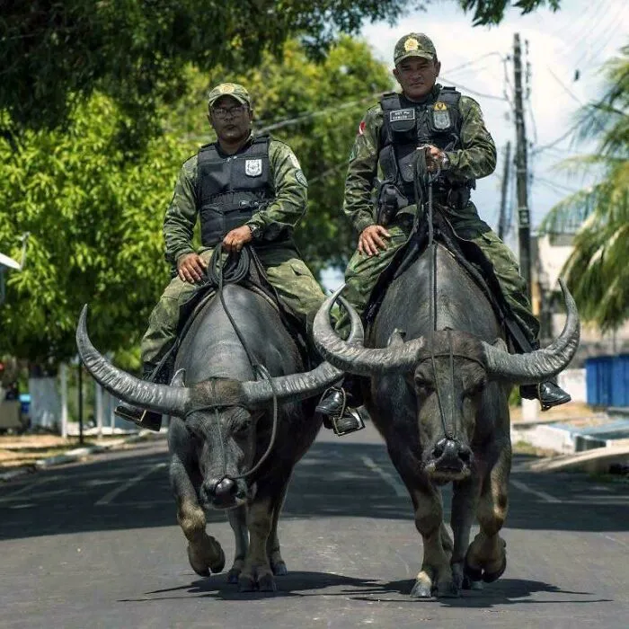 Cuando los búfalos de agua forman parte de la fuerza policial brasileña