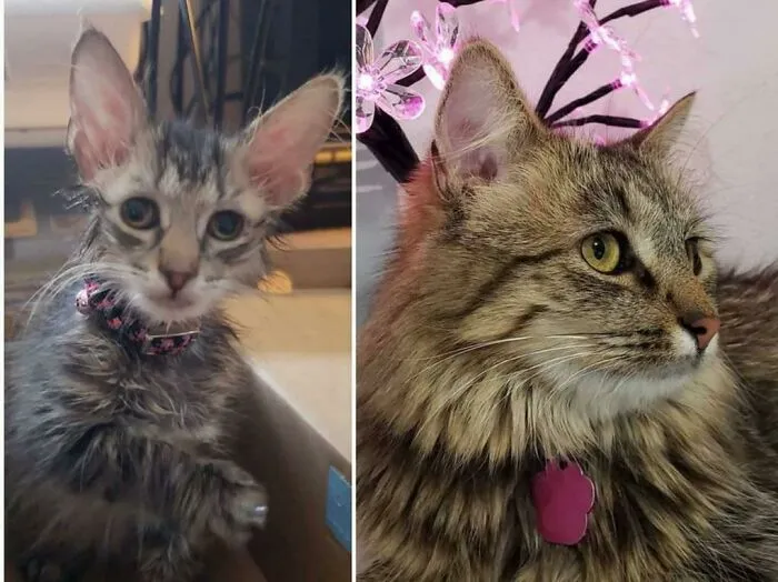Recently Celebrated Her 2nd Gotcha Day. This Glow Up Makes Me Smile. She Wasn't Supposed To Live More Than 2 Months Max And Is Now Over 2 Years Old!