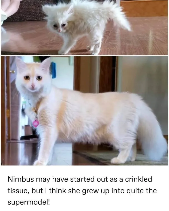 Cat Glow Up