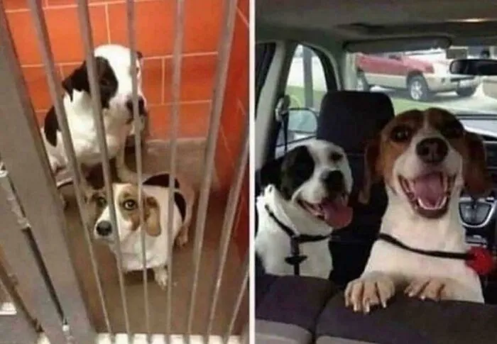 Two Photos Taken An Hour Apart... Before And After Adoption