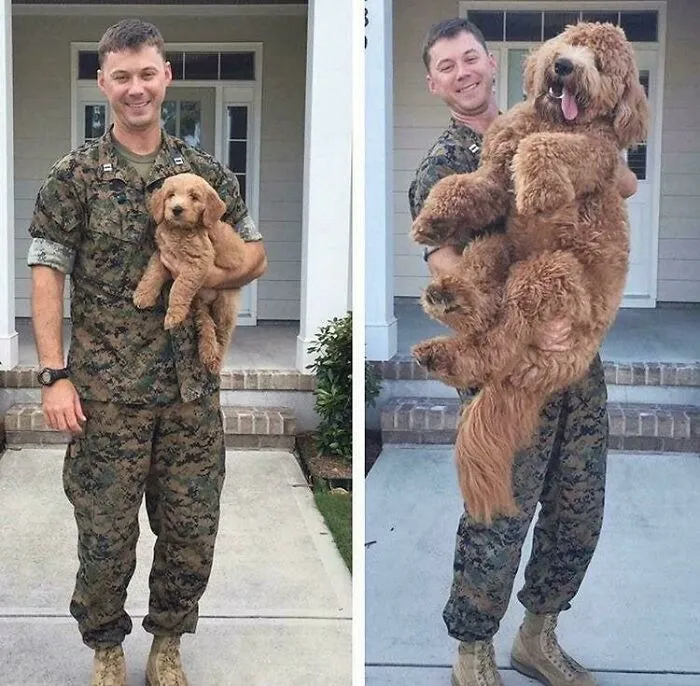 Pictures Of A Dogs Growth Before And After His Owner Returns From Deployment