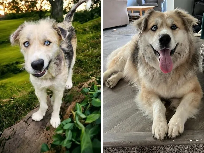 Shiva’s Glow Up Before And After Rescue. She Is So Beautiful! 💕