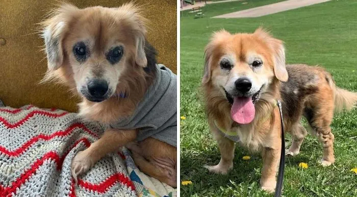 Our Rescue Dog’s Glow-Up