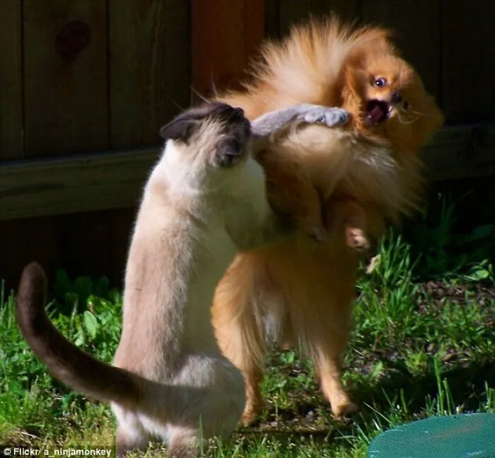 Gato golpeando al perro