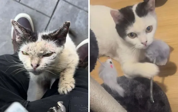 (Oc) I Was Petting Kittens At The Park When One Tried To Climb My Leg. Second Photo Is Her Now. 🐱