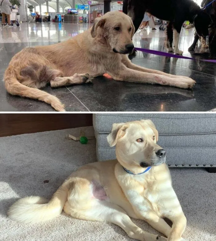 Two Years Ago We Rescued The Dirtiest, Most Diseased And Starving Tripod Dog. Today He Is Gorgeous