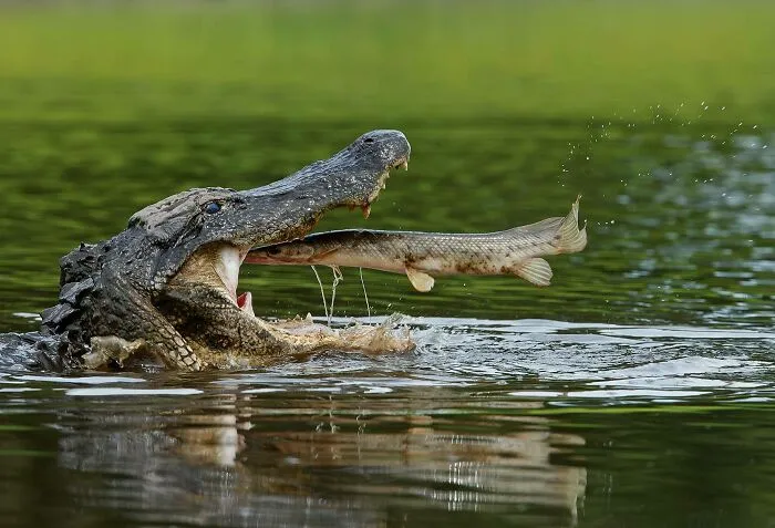 Alligator Gar Jumping Into Alligator's Mouth