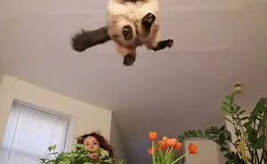 50 Photos That Capture The Split Second Before Disaster Hits And They’re Hilarious