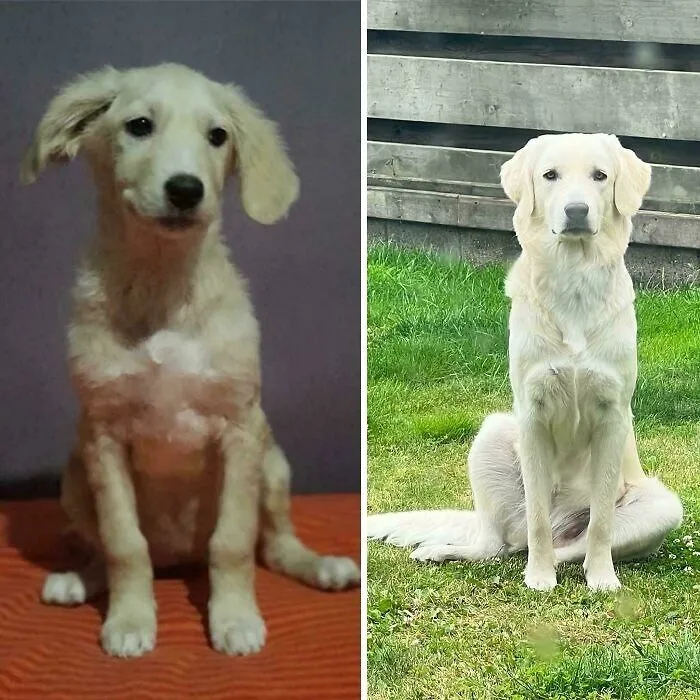 (Oc) My Stray Dog Perseus Who I Adopted Because Otherwise She Would Have Been Euthanized