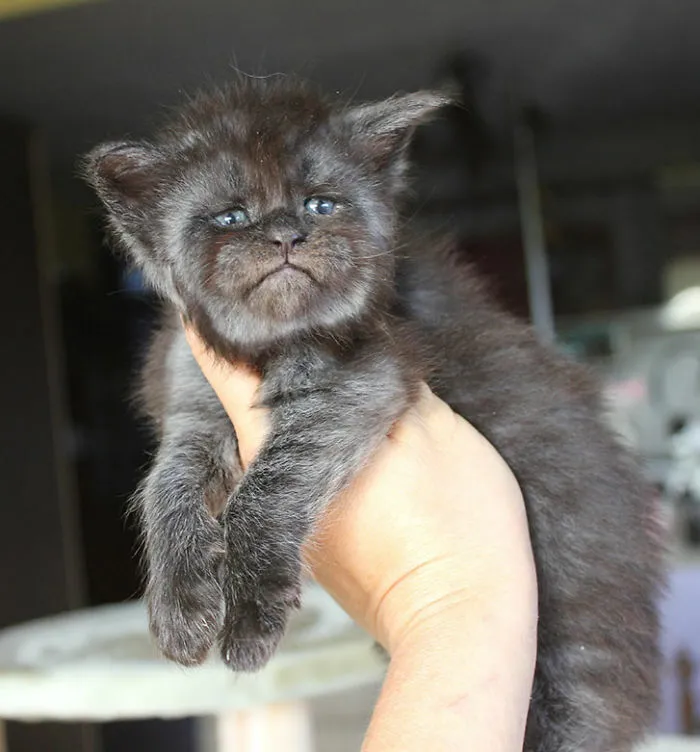Gato moderno que parece medieval