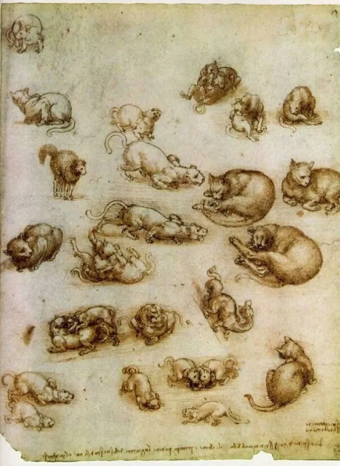 Dibujos medievales de gatos en diferentes posturas, ilustrando escenas divertidas y detalladas de gatos históricos.