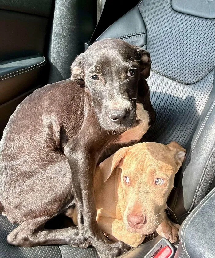 Unexpected New Additions.. Leo & Onyx