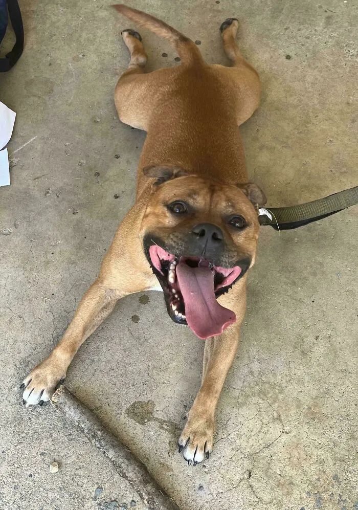 So I Adopted A Staffy