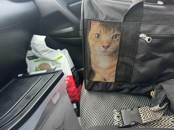 Adopted A Senior Cat