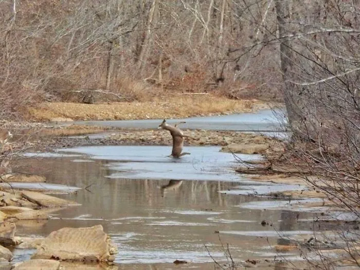 This Deer