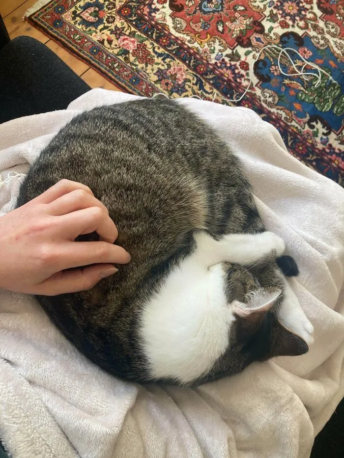 My Cat Is Laying In My Lap For The Very First Time