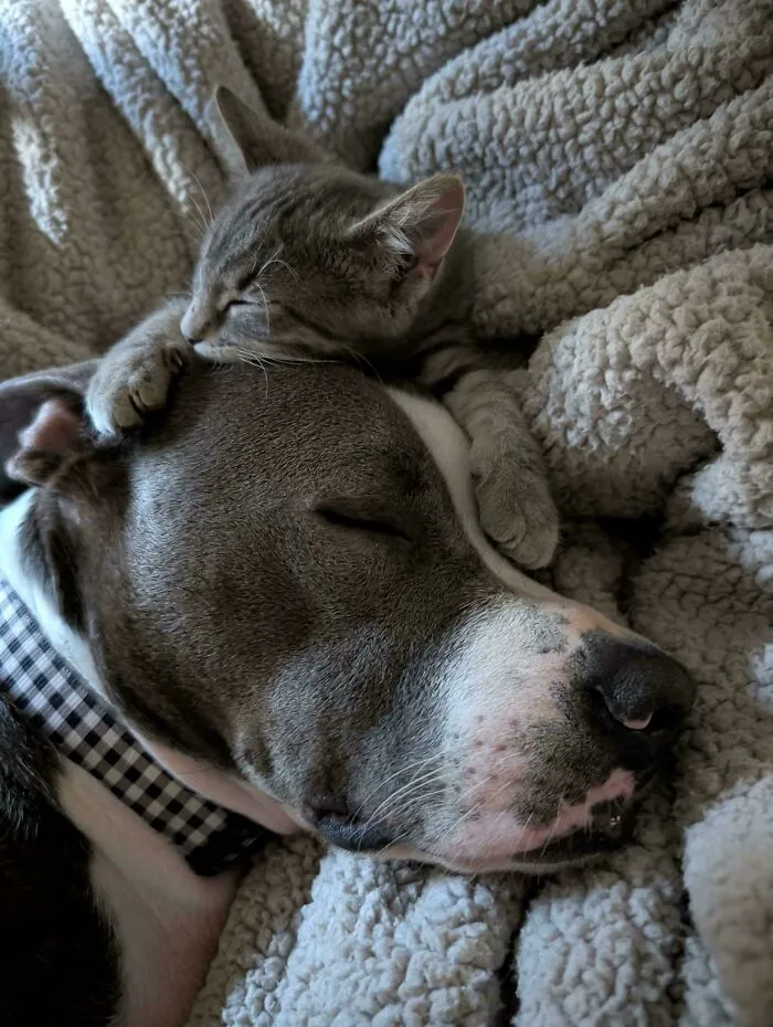 New Kitten Fits Right In