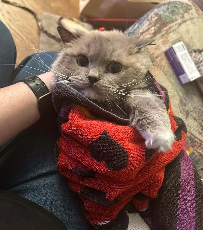 This Is Smokey!